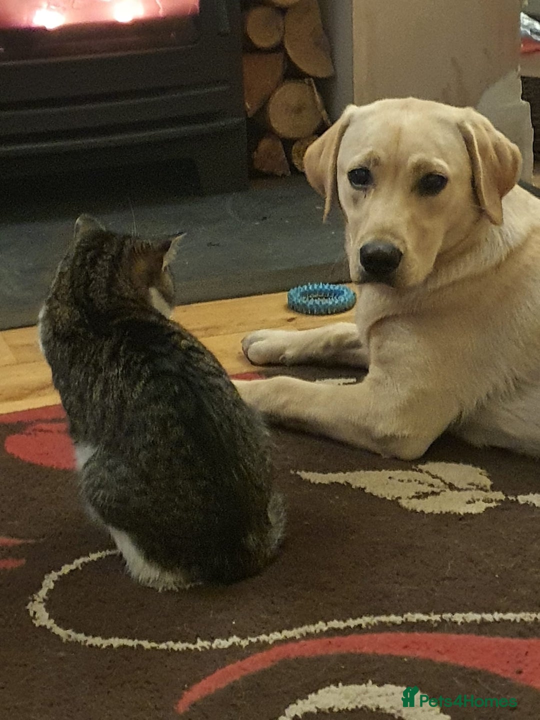 Labrador Retriever dogs for sale: KC registered Labrador puppies needing new homes - Advert 2