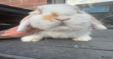 Mini Lop rabbits - Advert 8