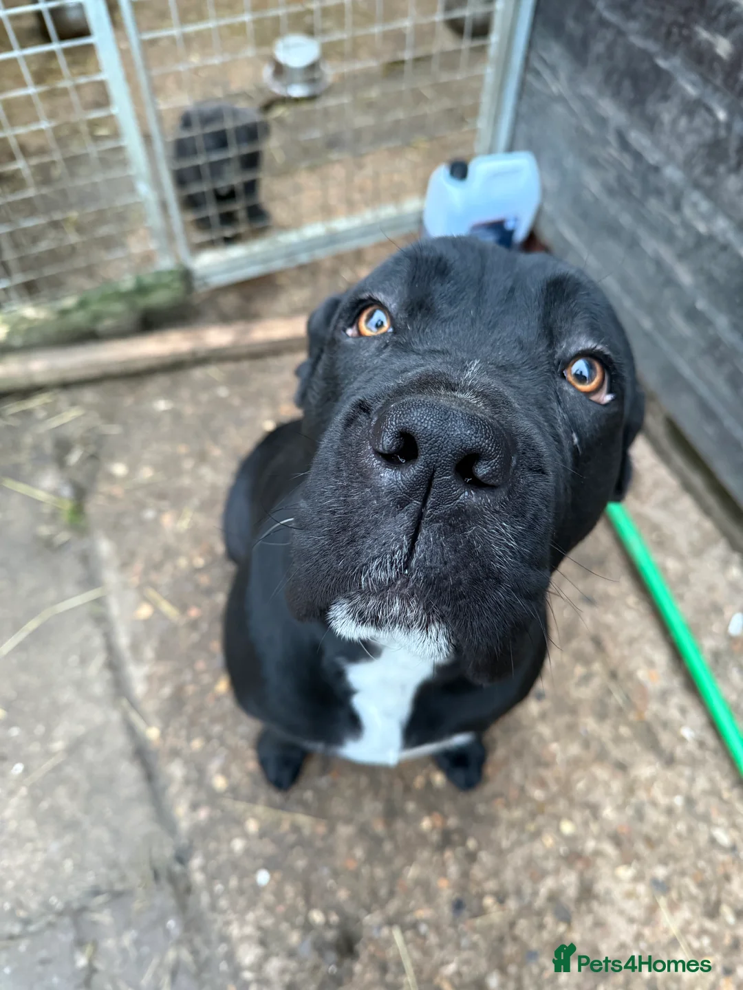 Mixed Breed dogs for sale: Cane Corso Puppies  - Advert 2