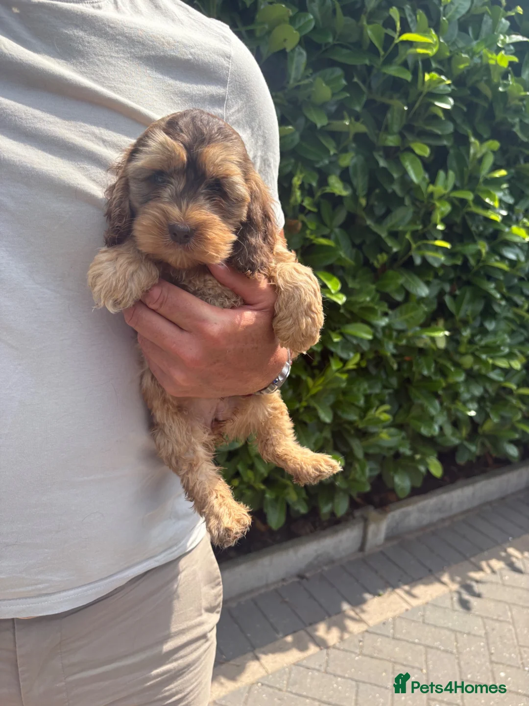 Cockapoo dogs for sale: Stunning cockapoo puppies - Advert 9