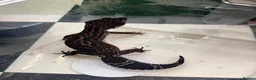 Leopard Gecko reptiles for sale: Mixed baby Leopard Geckos & 1 Black night - Advert 26