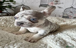 French Bulldog dogs for sale: French bulldog puppies health clear last boy in Hastings - Image 9