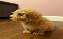 Maltipoo dogs for sale: Gorgeous 3 month old Maltipoo boy 🐶🥰 - Image 10