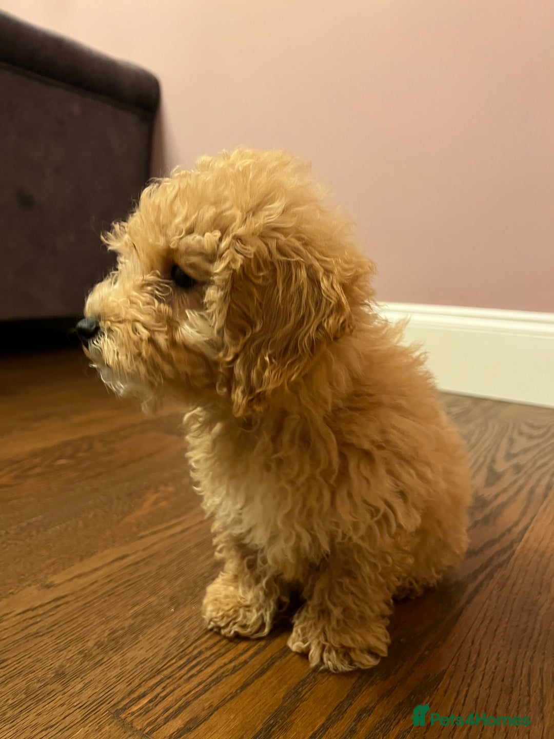 Maltipoo dogs for sale: Gorgeous 3 month old Maltipoo boy 🐶🥰 - Image 10