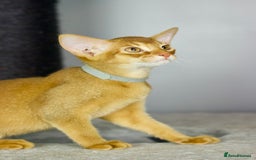 Abyssinian cats for sale: Stunning sorrel and usual Abyssinian kittens  - Image 5