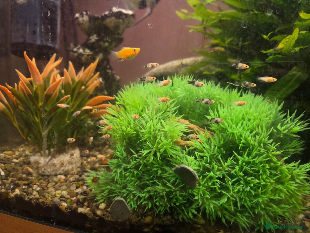 Mollies fish for sale: Mollie fry - Image 2