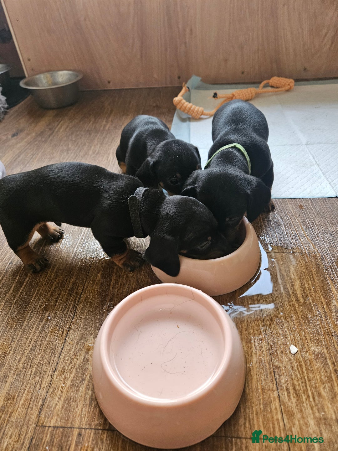 Miniature Dachshund dogs for sale: Miniature dachshund male puppies - Advert 10