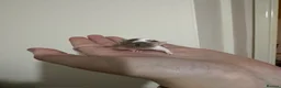 Mouse rodents for sale: Mice for rehoming  - Advert 7
