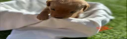 Labrador Retriever dogs for sale: Beautiful KC Red Labrador Puppies - Advert 4