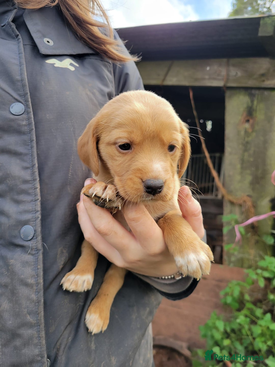 Mixed Breed dogs for sale: Labrador x sprocker - Advert 5