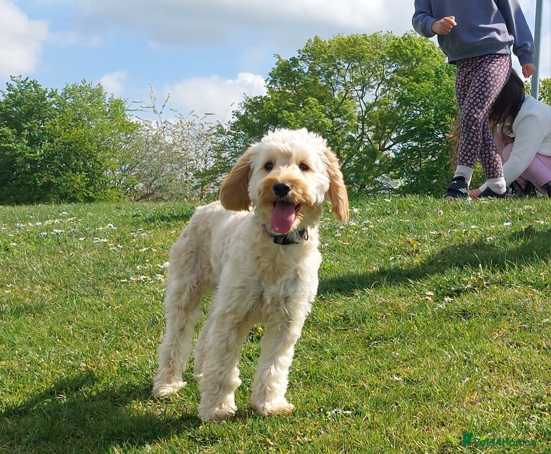 Cockapoo dogs for sale: Young cockapoo girl DNA tested parents  - Image 2