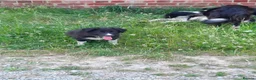 Border Collie dogs for sale: 4 adorable puppies for sale - Advert 15
