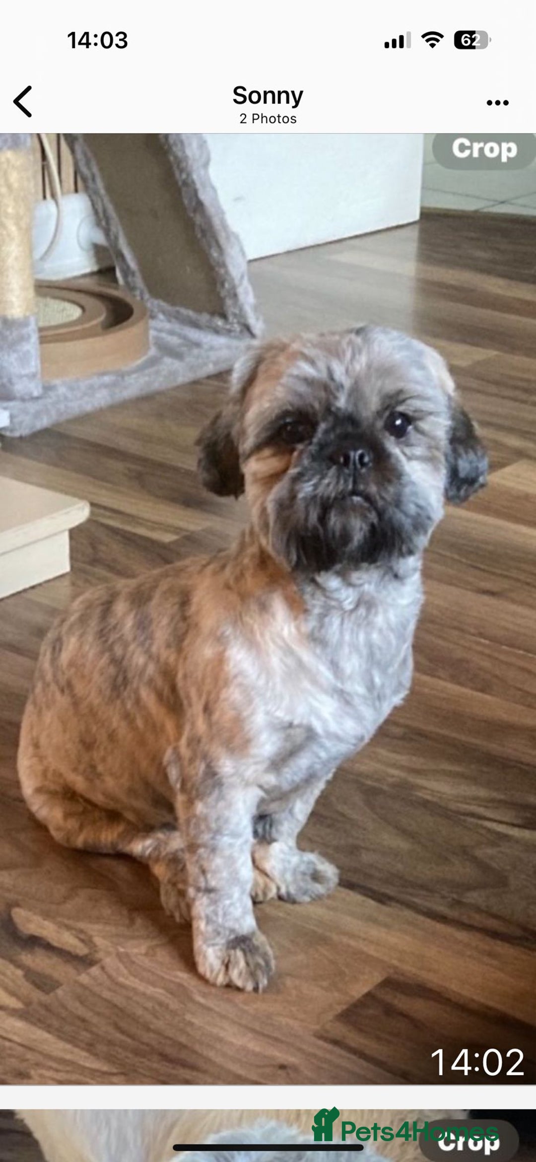 Shih Tzu dogs for sale: Female shih tzu  - Image 2
