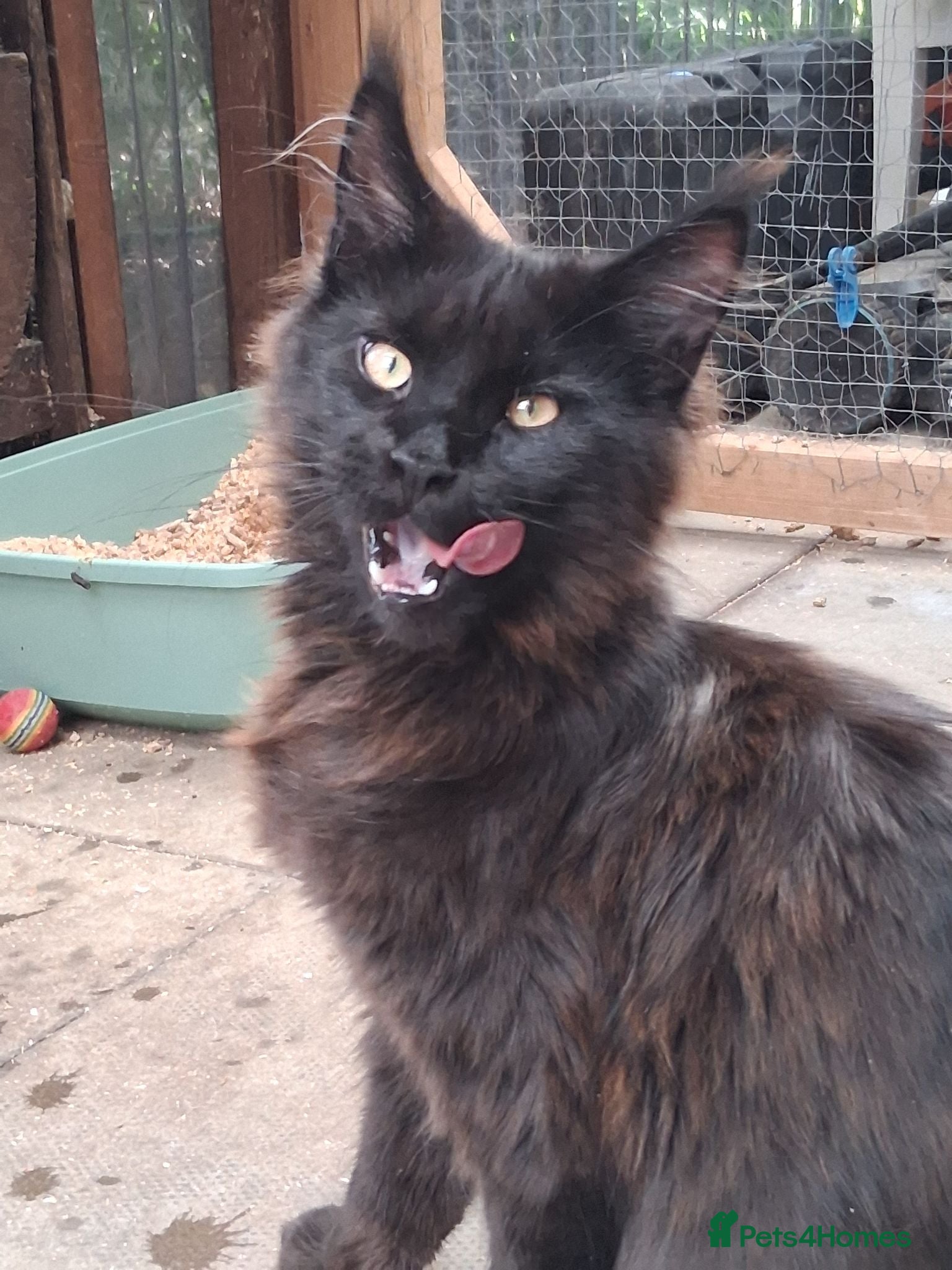 Maine Coon cats Maine Coon XL active - Advert 3