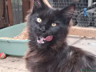 Maine Coon cats Maine Coon XL active - Advert 3