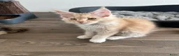 Maine Coon cats for sale: UPDATED PICS - GCCF Registered Maine Coon Kittens - Advert 11