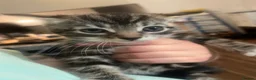 British Longhair cats for sale: Tabby kitten  in Westcliff-on-Sea - Advert 9