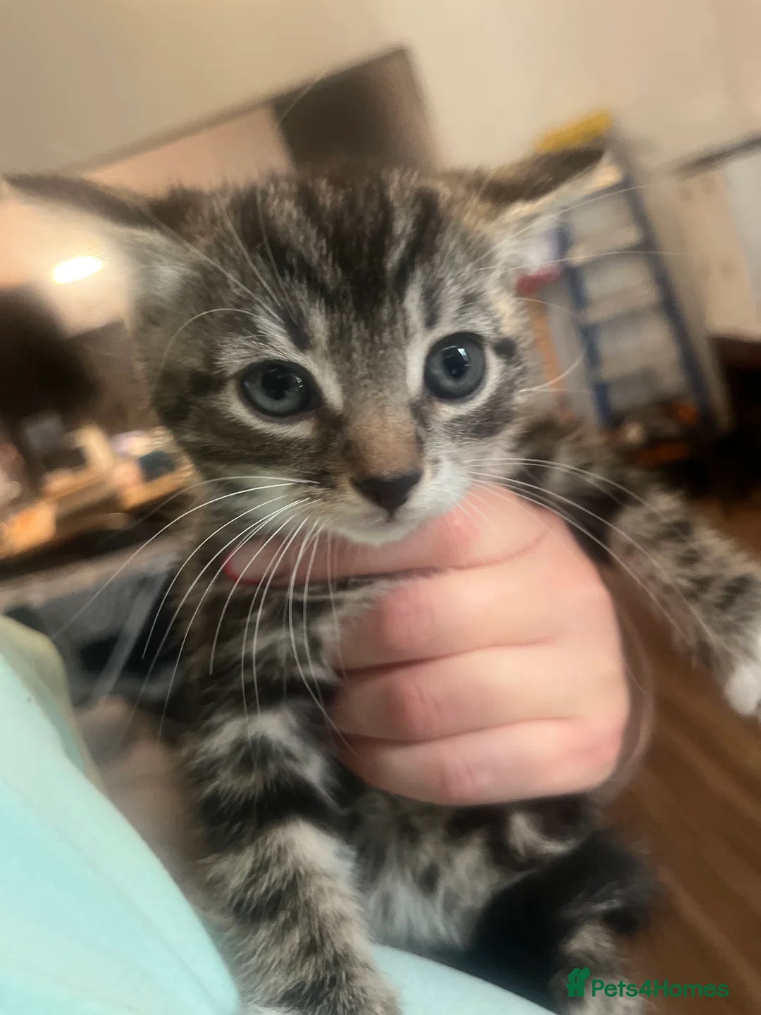 British Longhair cats for sale: Tabby kitten  in Westcliff-on-Sea - Advert 9