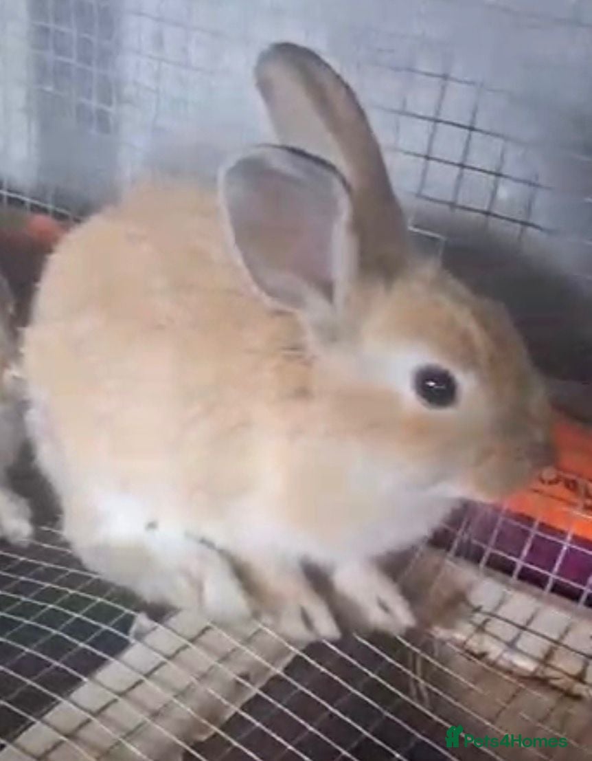 Mixed Breed rabbits Mixed male and female bunnies  - Advert 2