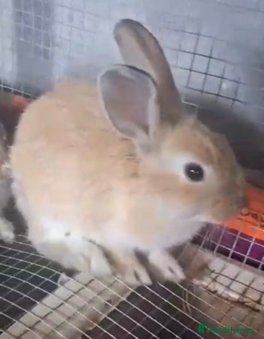 Mixed Breed rabbits for sale: Mixed male and female bunnies  - Advert 2
