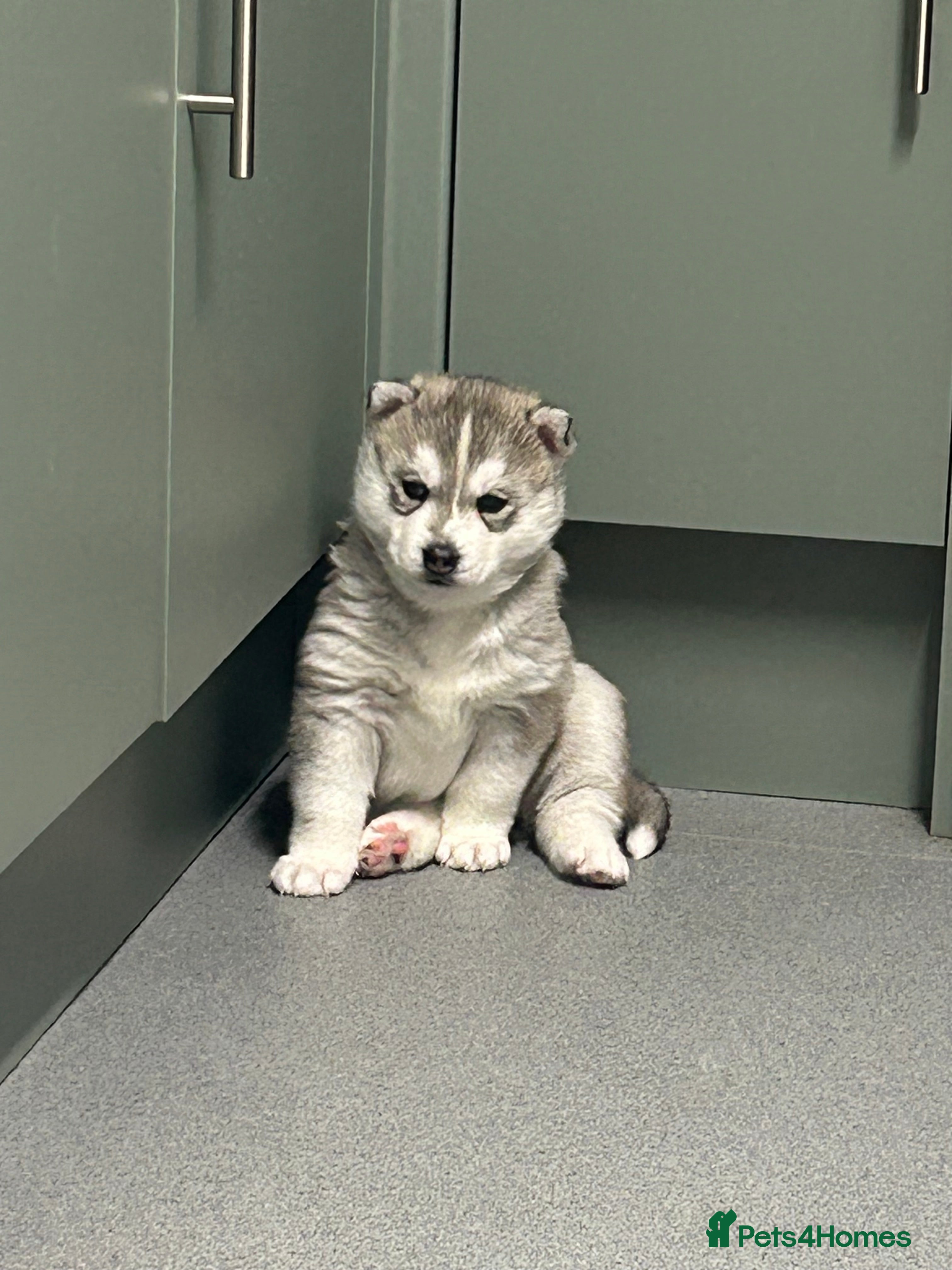 Siberian Husky dogs 2 beautiful puppy’s  - Advert 3