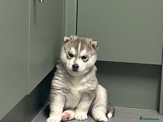 Siberian Husky dogs 2 beautiful puppy’s - Advert 3