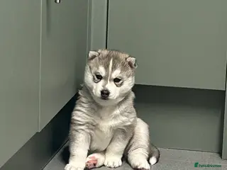 Siberian Husky dogs 2 beautiful puppy’s born 25-12-2025 - Advert 2