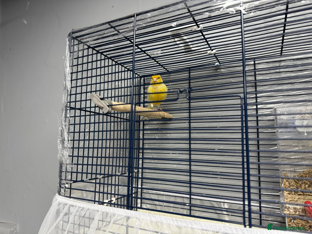 Canaries birds for sale: This bird for sale is ten months old  male  - Advert 6