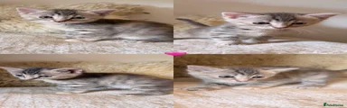 Girl Kitten 2