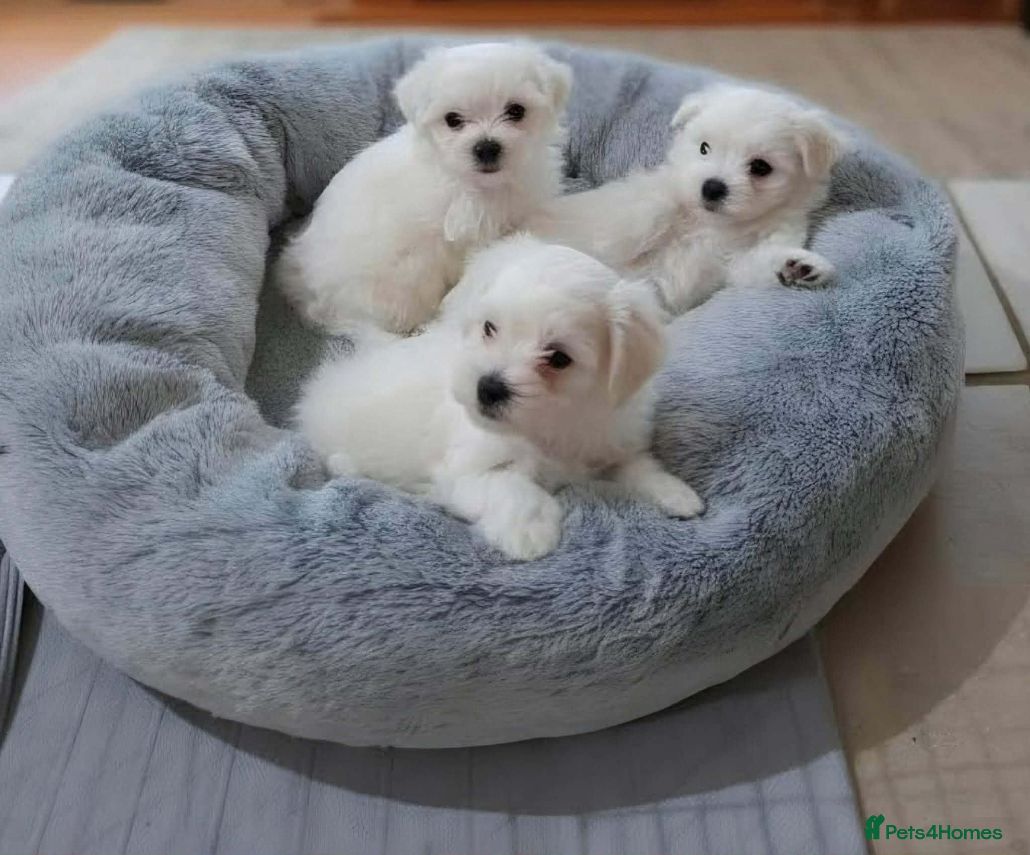 Maltese dogs Adorable Korean Matlese Puppies - Advert 1