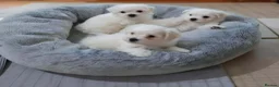 Maltese dogs for sale: Adorable Korean Matlese Puppies - Advert 4
