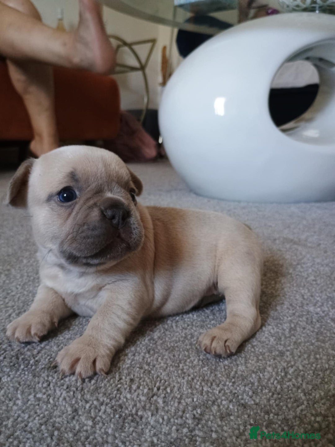 French Bulldog dogs for sale: French bulldog Izabella  - Image 8