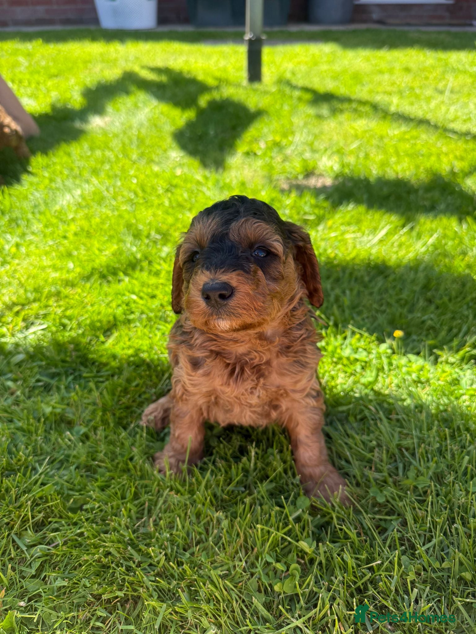 Cockapoo dogs Gorgeous Cockapoo puppies F1b’s - Advert 1