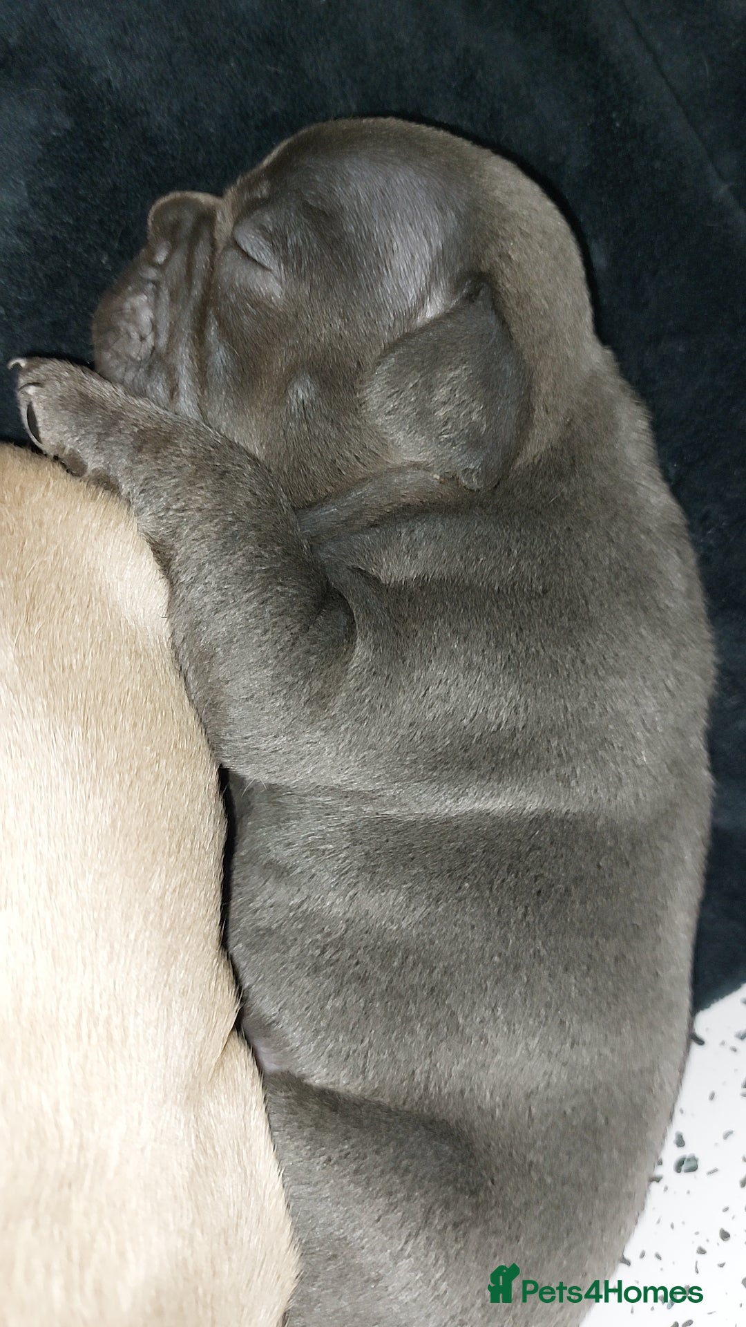 French Bulldog dogs for sale: 9 week old frenchie puppies  - Image 4