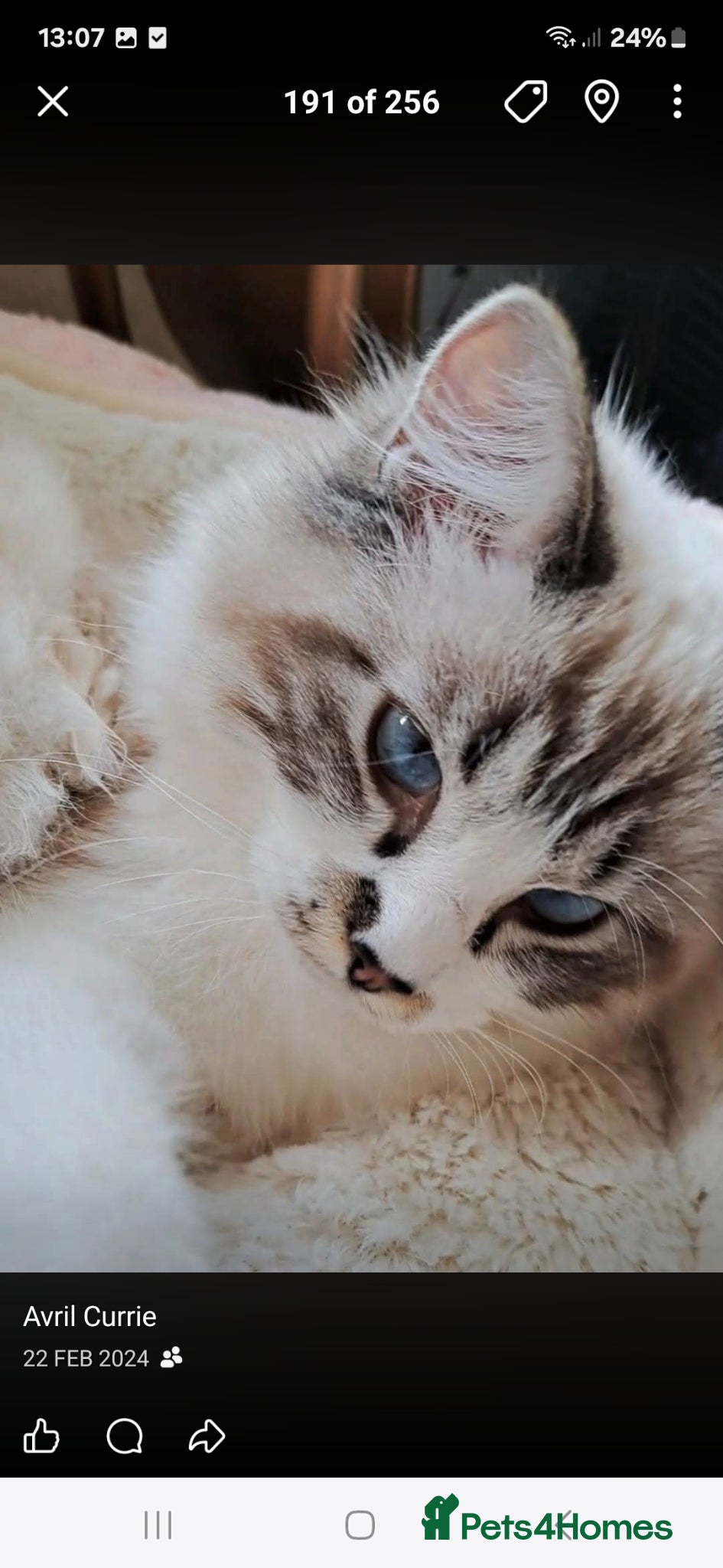 Ragdoll cats Gorgeous pedigree ragdolls - Advert 7