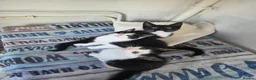 Mixed Breed cats for sale: 1 Gorgeous Female Kitten-Ready Now -Vet Checked - Advert 6