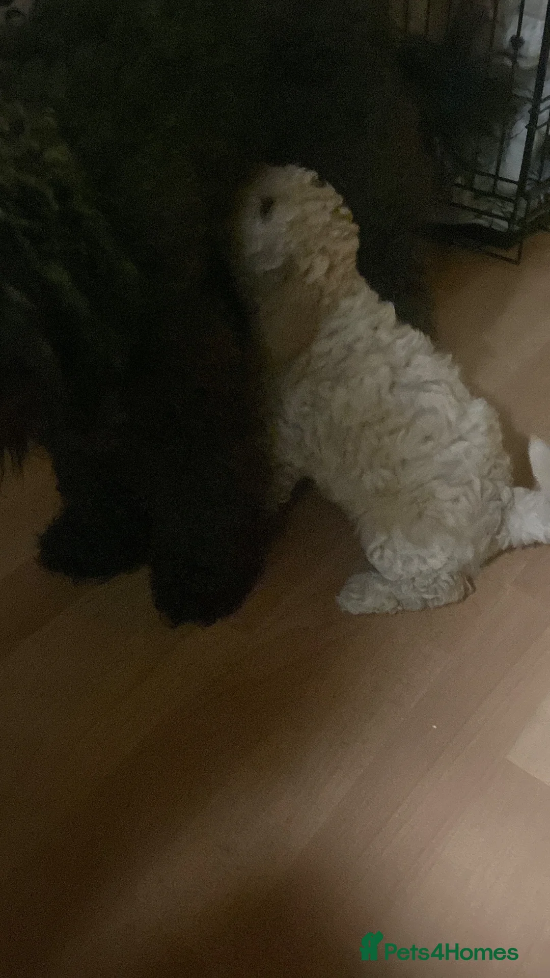 Mixed Breed dogs for sale: Tibetan x poodles  - Advert 4