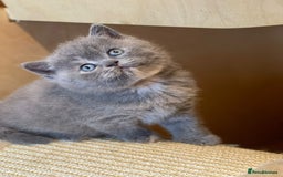British Shorthair cats for sale: Beautiful British Shorthair Kittens – ReadyOctober - Image 5