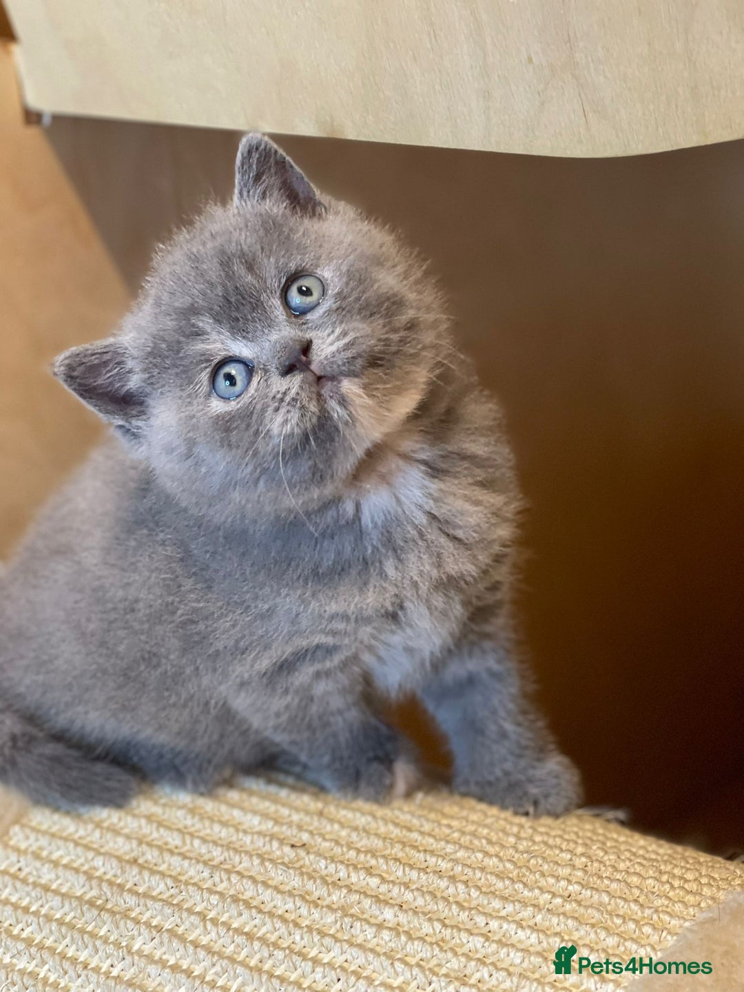 British Shorthair cats for sale: Beautiful British Shorthair Kittens – ReadyOctober - Image 5