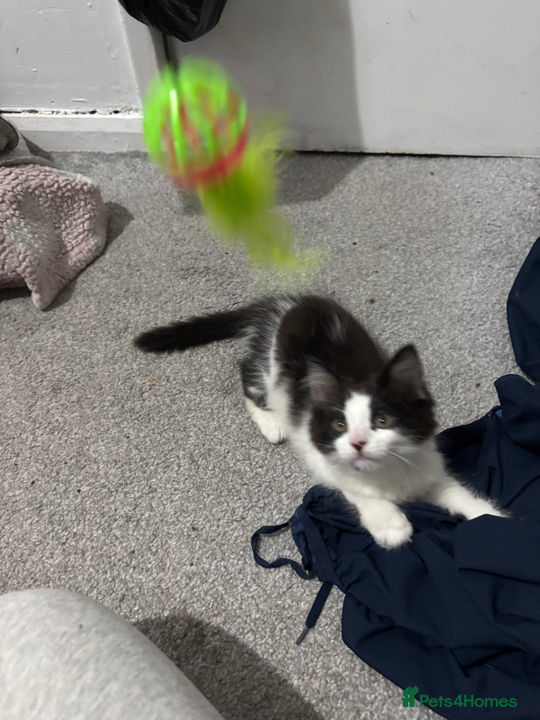 Norwegian Forest Cat cats for sale: Kitten Nala - Image 2