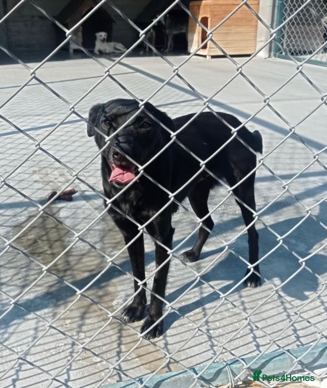 Mixed Breed dogs for adoption: Pitch & Peggy, 5 yrs. Available for adoption. - Advert 3