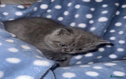 British Shorthair cats for sale: British Shorthair Kittens - Image 14