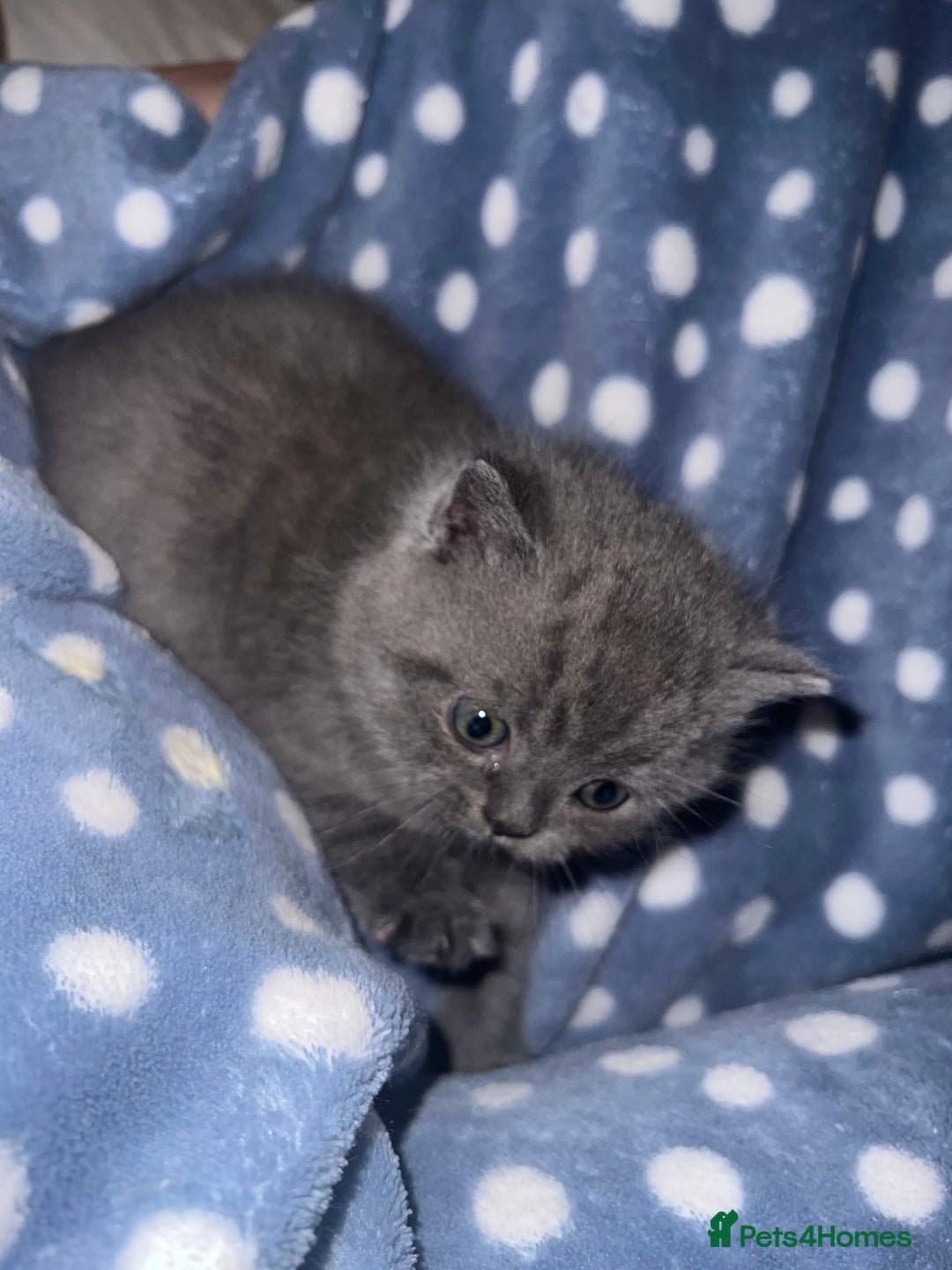 British Shorthair cats for sale: British Shorthair Kittens - Image 14