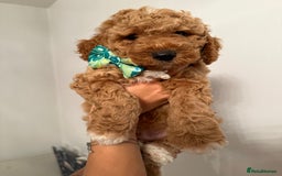 Poochon dogs for sale: Poochon puppies READY TO LEAVE 🐶  - Image 17