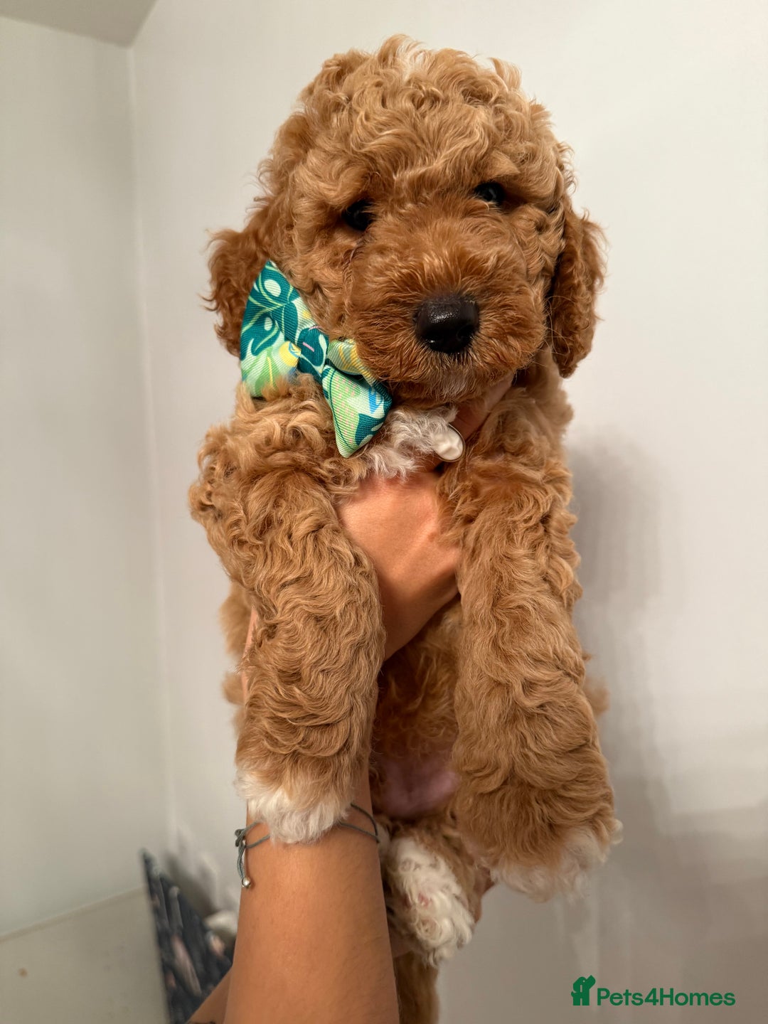 Poochon dogs for sale: Poochon puppies READY TO LEAVE 🐶  - Image 17