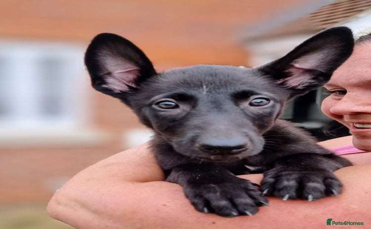 Belgian Shepherd Dog dogs - Advert 1