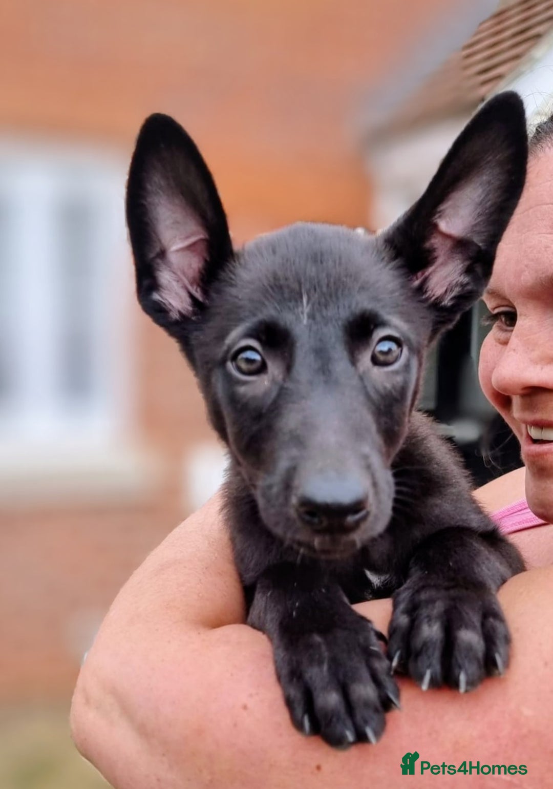 Belgian Shepherd Dog dogs for sale: BELGIAN MALINOIS PUPPIES  - Image 1