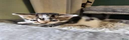Mixed Breed cats for sale: 6 cute mixed kittens - Advert 4