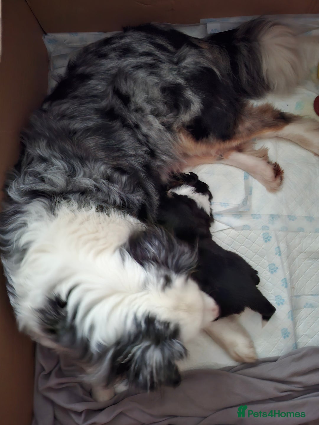 Australian Shepherd dogs for sale: Beautiful Australian Shepherd puppy for sale  - Advert 17