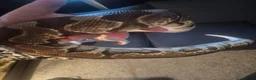 Python Snake reptiles for sale: Female royal with set up  - Advert 3
